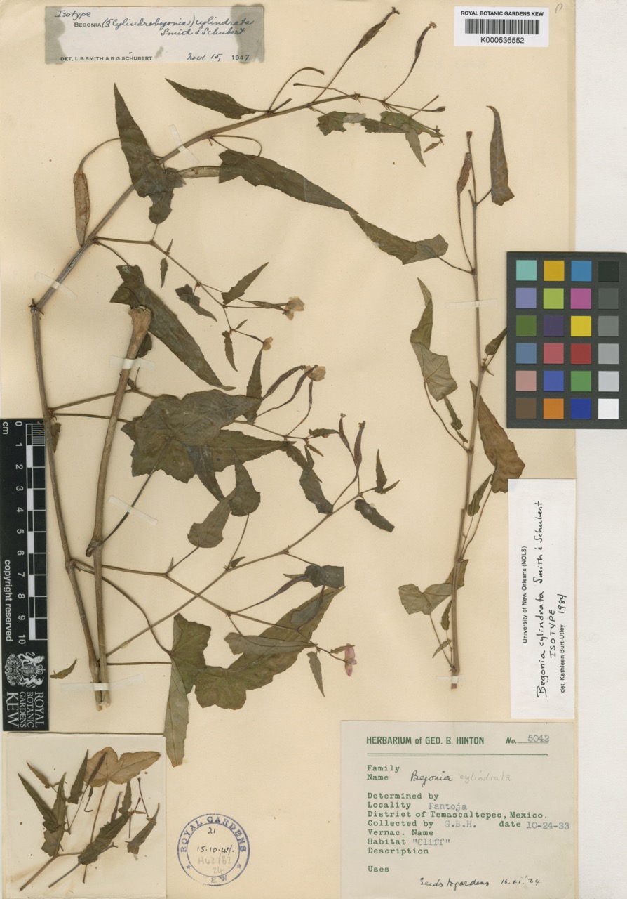 B. cylindrata